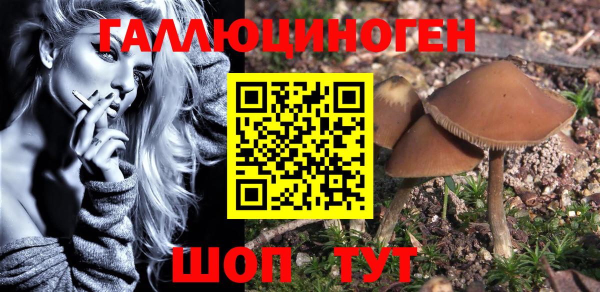 Галлюциногенные грибы Psilocybe Кольчугино
